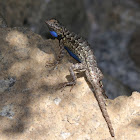 Northwestern Fence Lizard (Male)