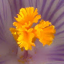 Crocus