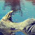 Indian rhinoceros