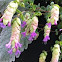 Cerinthe