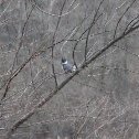 Belted Kingfisher