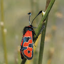 Burnet Moth