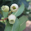 Strawberry-tree