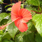 Hibiscus