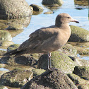 Heermann's Gull