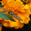 Hoverfly