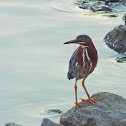 Green Heron