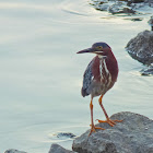 Green Heron
