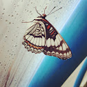 Weidemeyer's Admiral