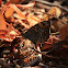Wall Brown