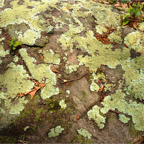 Spotting Image 1