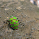 Unknown Shield Bug