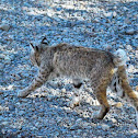 Bobcat