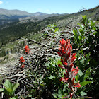 Indian Paintbrush