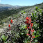 Indian Paintbrush