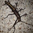 Two-striped walkingstick