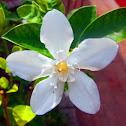 White Angel