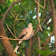 Spotted Dove