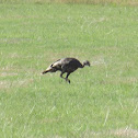 Wild Turkey