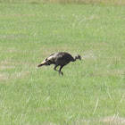 Wild Turkey