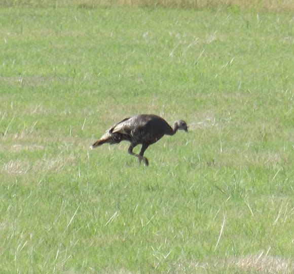 Spotting Image 1