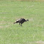 Wild Turkey