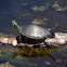 Red Bellied Cooter