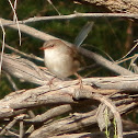 Superb Fairywren