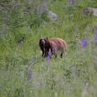 North American Black Bear