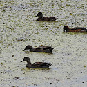 Gadwall