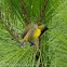 Olive-backed Sunbird