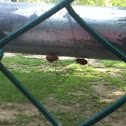 Daddy Long Legs Spider