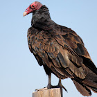 Turkey Vulture