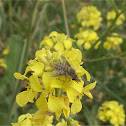 Bee fly (Bombyliidae)