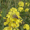 Bee fly (Bombyliidae)