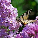 Segelfalter, Scarce Swallowtail