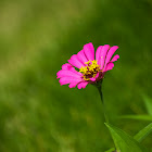 Zinnia
