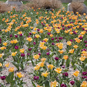 Tulips