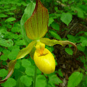 Yellow Lady's Slippers