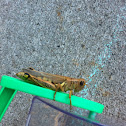 Grasshopper