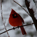 Northern Cardinal (male)