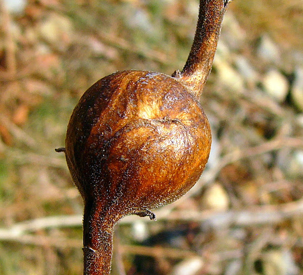 Goldenrod Gall Fly Project Noah