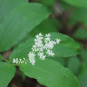 False Solomon's Seal
