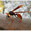 Wasp.