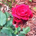 Don Juan climbing rose