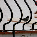 Sardinian warbler