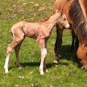 Baby Horse (foal)