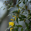 Yellow Jessamine
