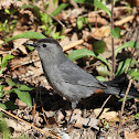Gray Catbird