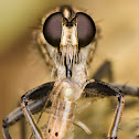 Robberfly with Prey